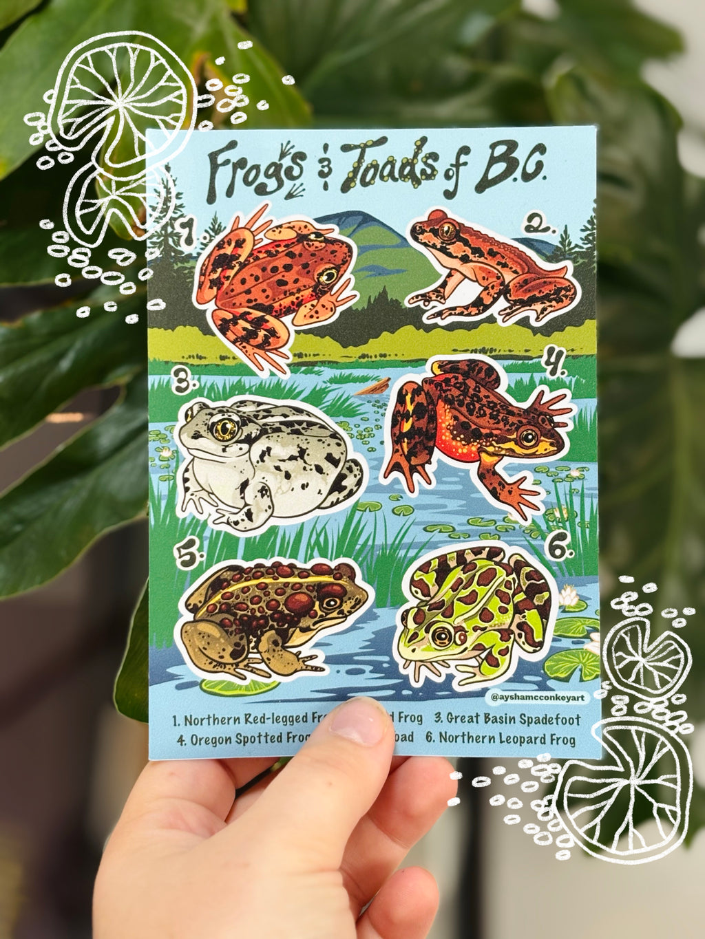 Frog and Toads of BC Sticker Sheet