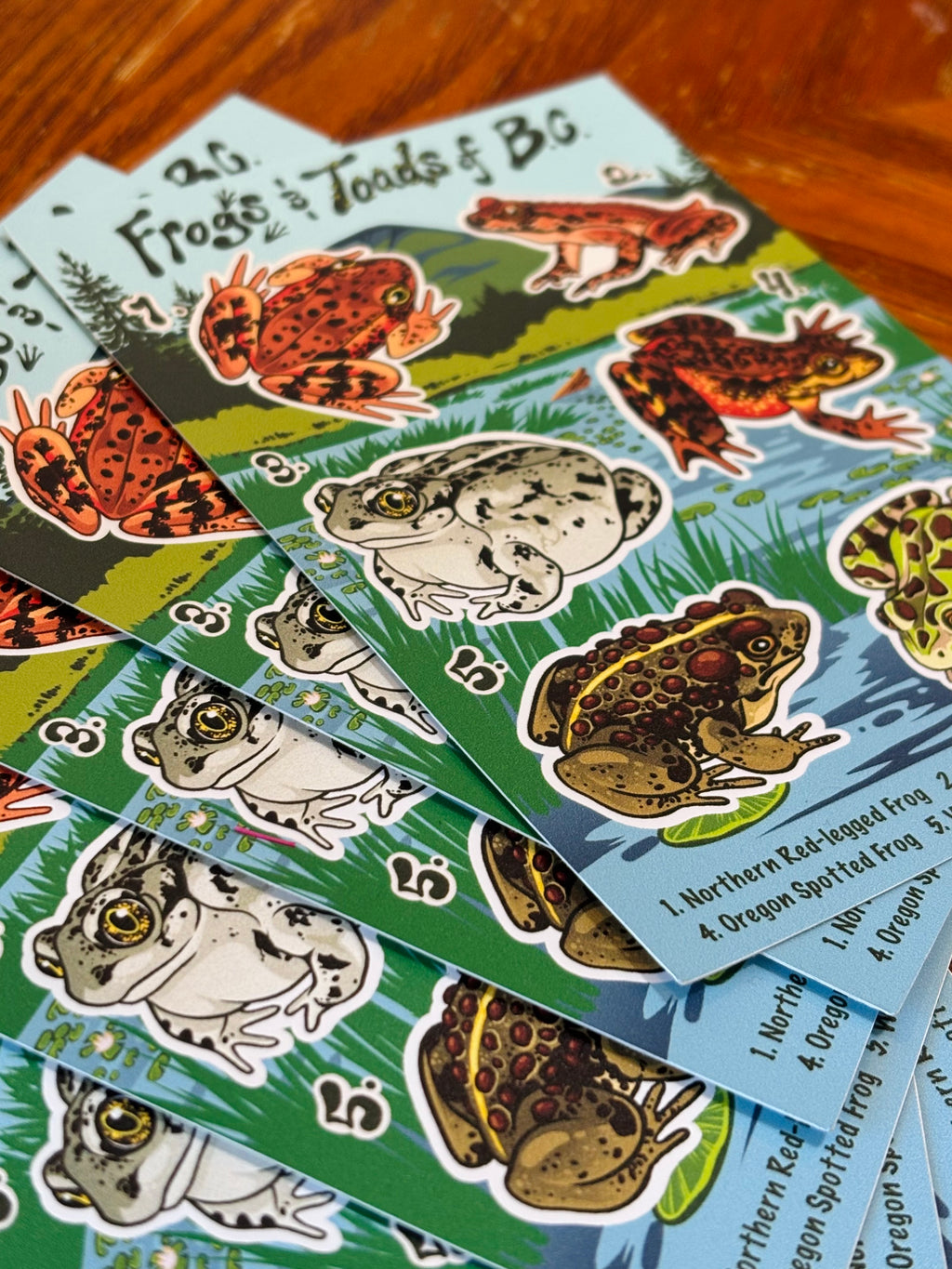 Frog and Toads of BC Sticker Sheet