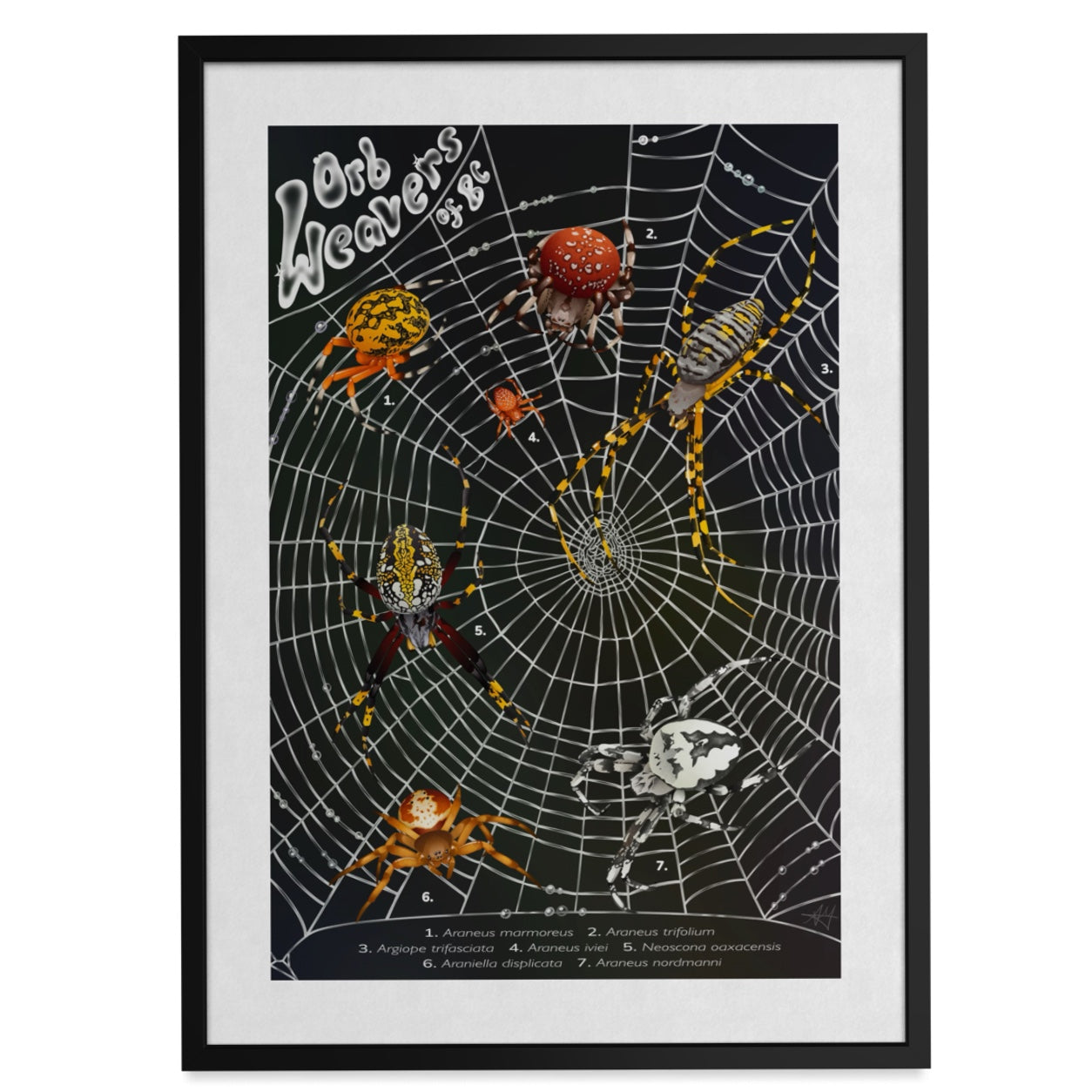 Orb Weavers of BC Art Print