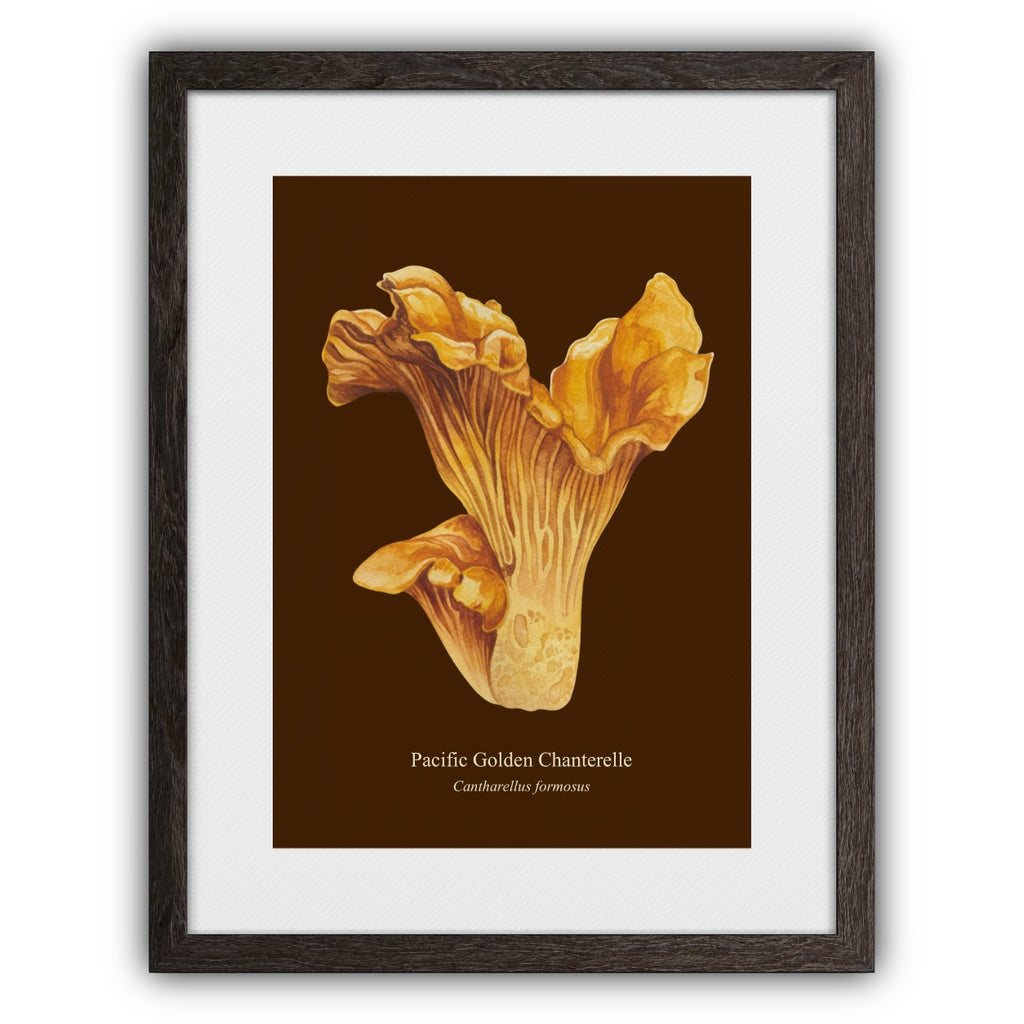Pacific Golden Chantrelle Art Print