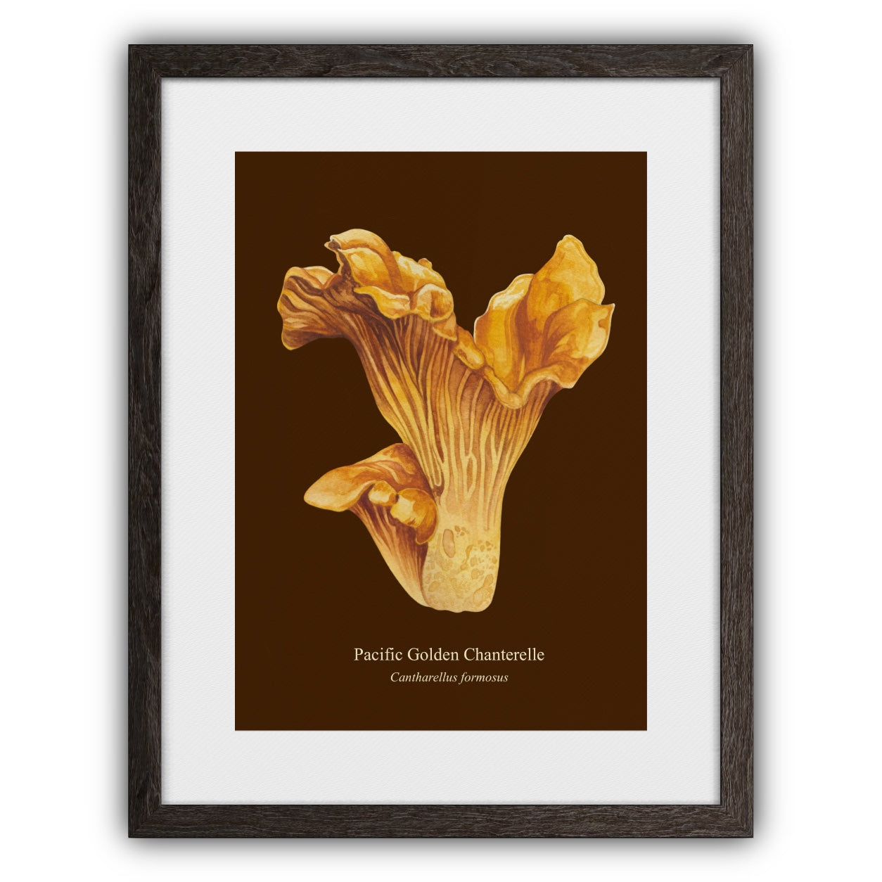 Pacific Golden Chantrelle Art Print