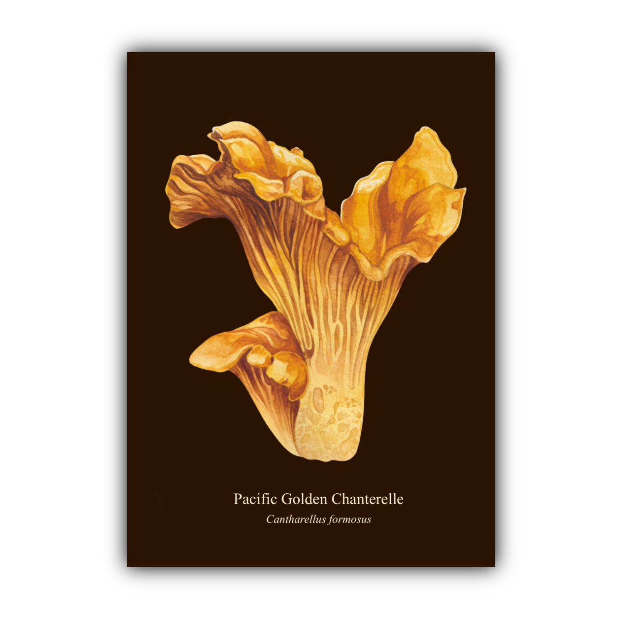 Pacific Golden Chantrelle Art Print