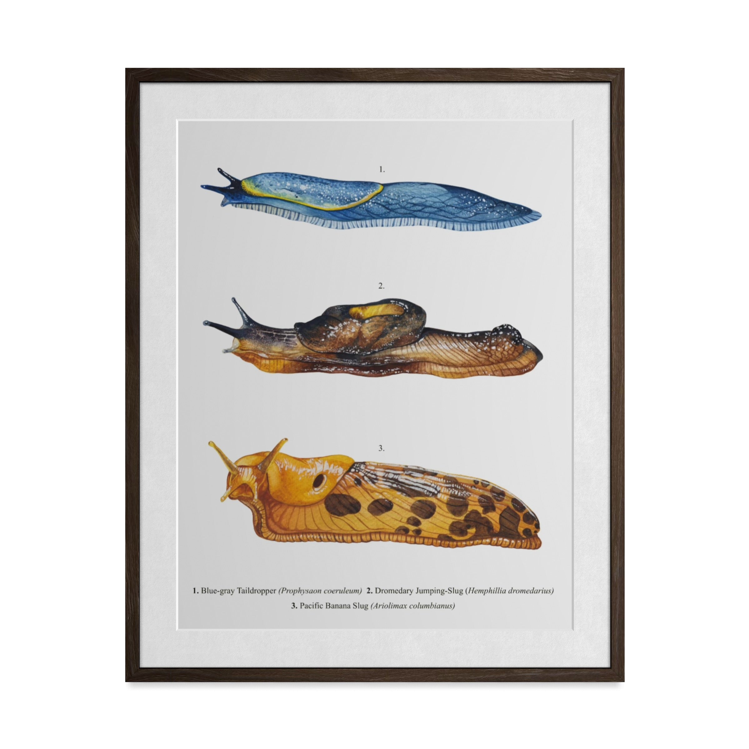 Slugs of BC Art Print
