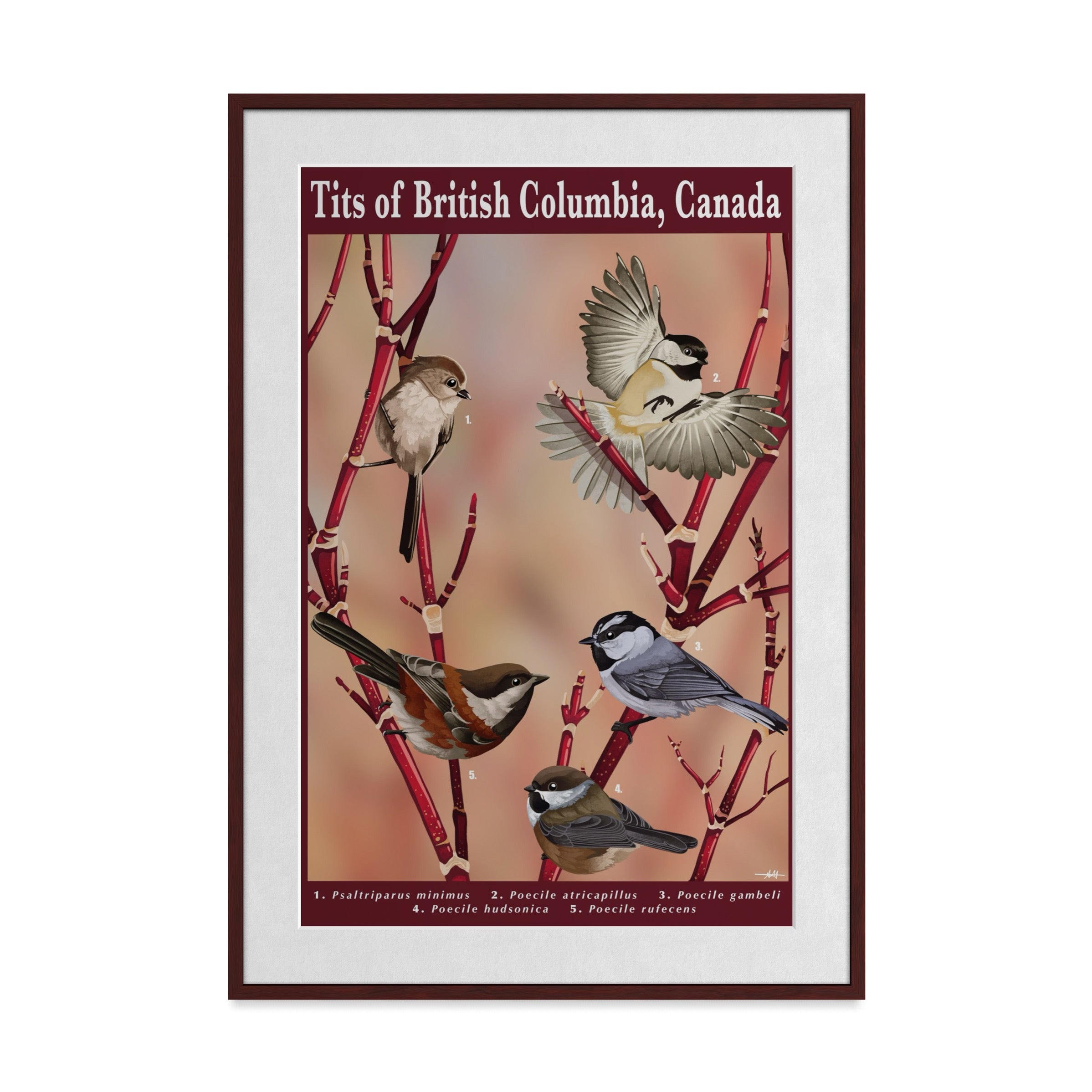 Tits of British Columbia Art Print