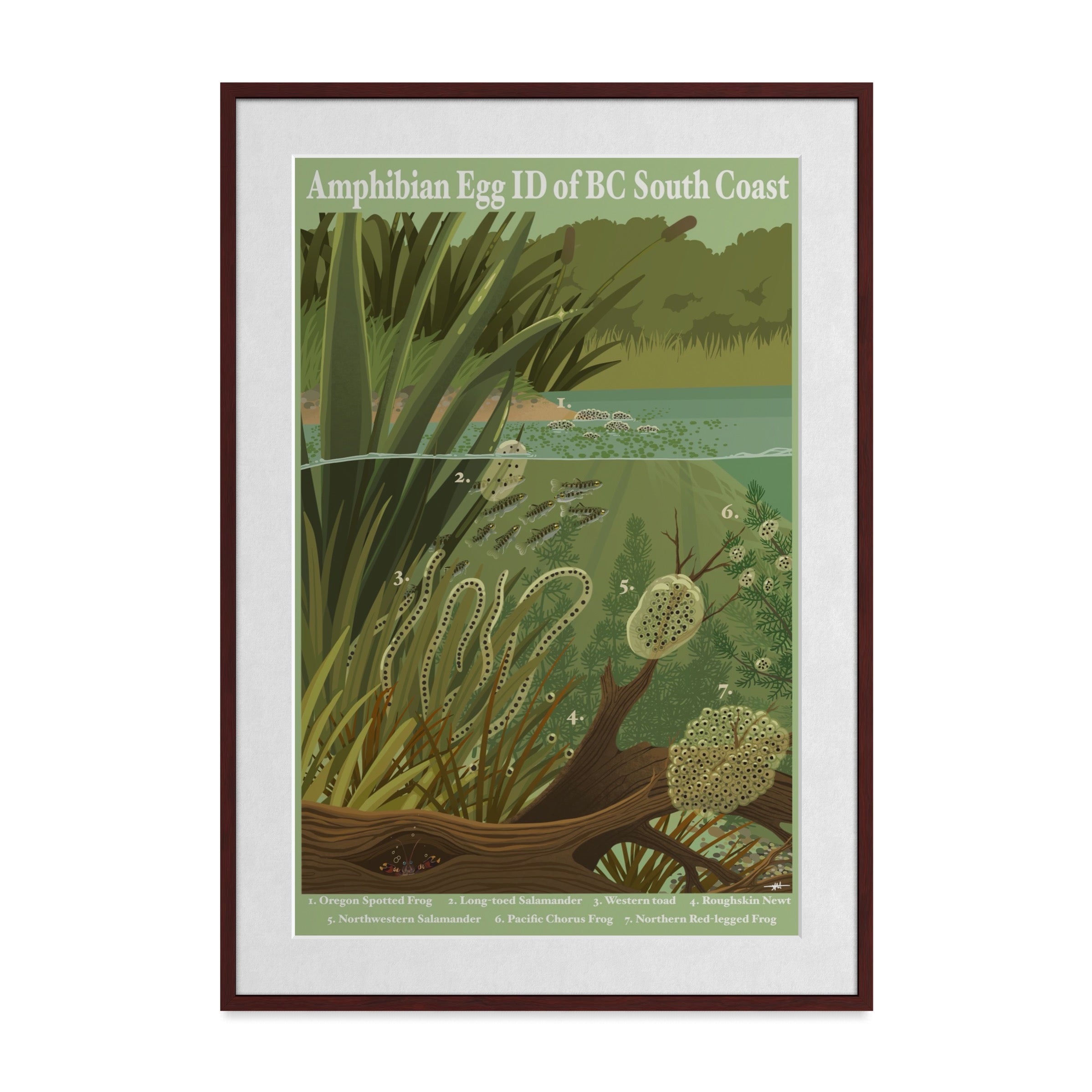 Amphibian Egg ID of BC South Coast Art Print