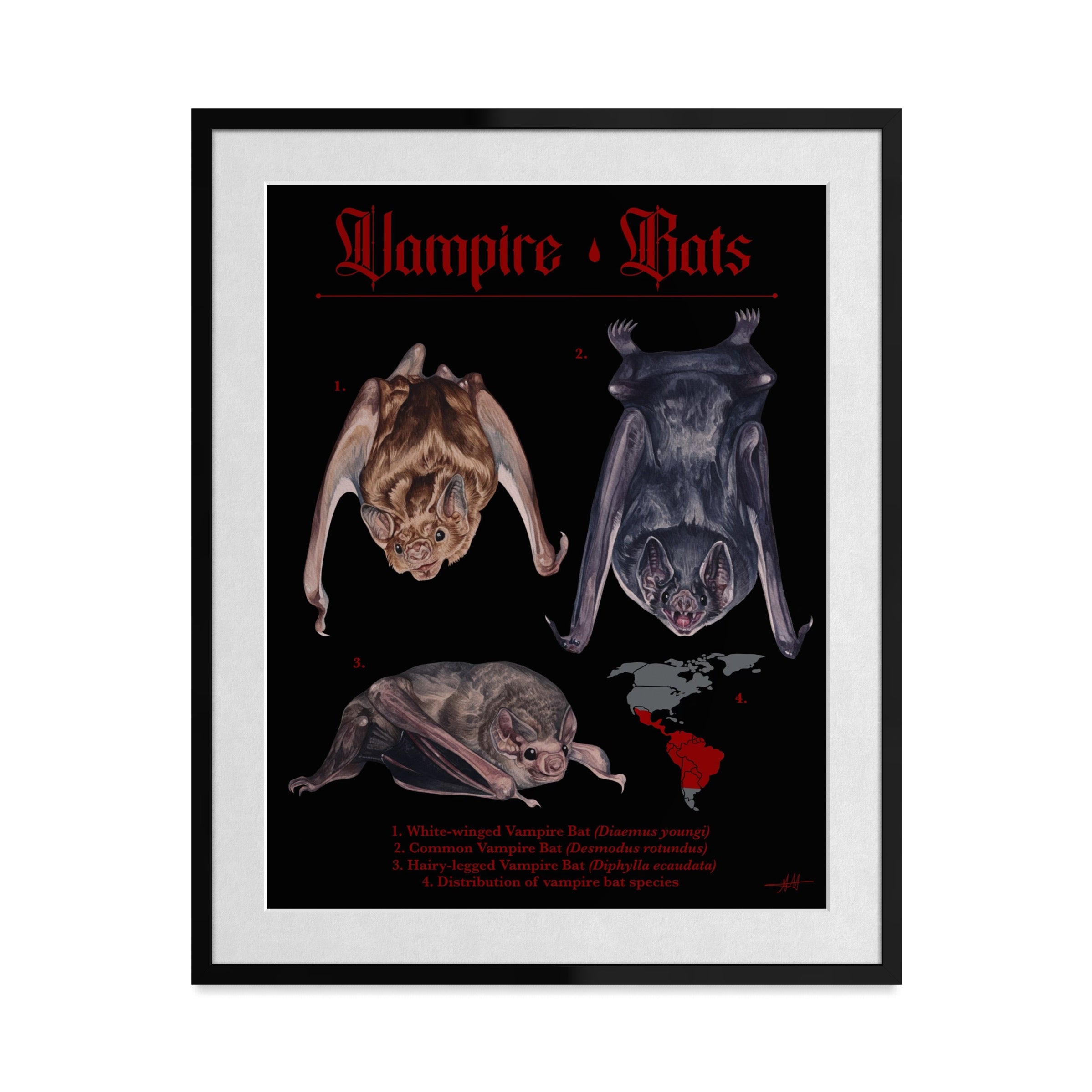 Vampire Bat Art Print