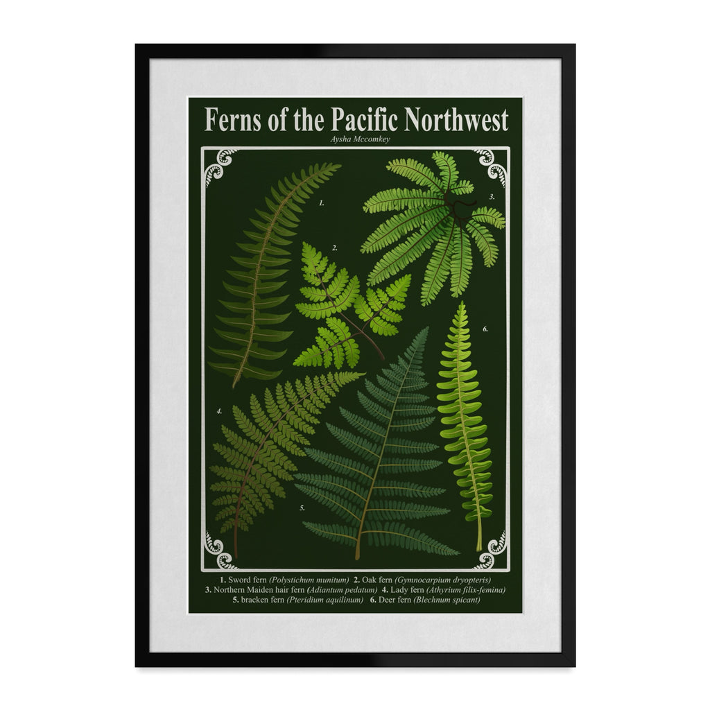 Ferns of the Pacific Northwest Art Print