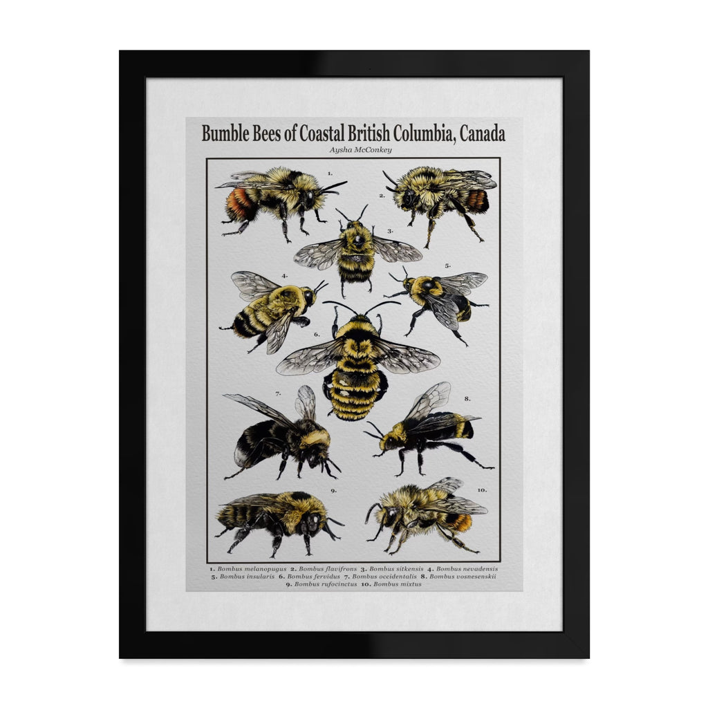 Bumble Bees of Coastal British Columbia, Canada Art Print