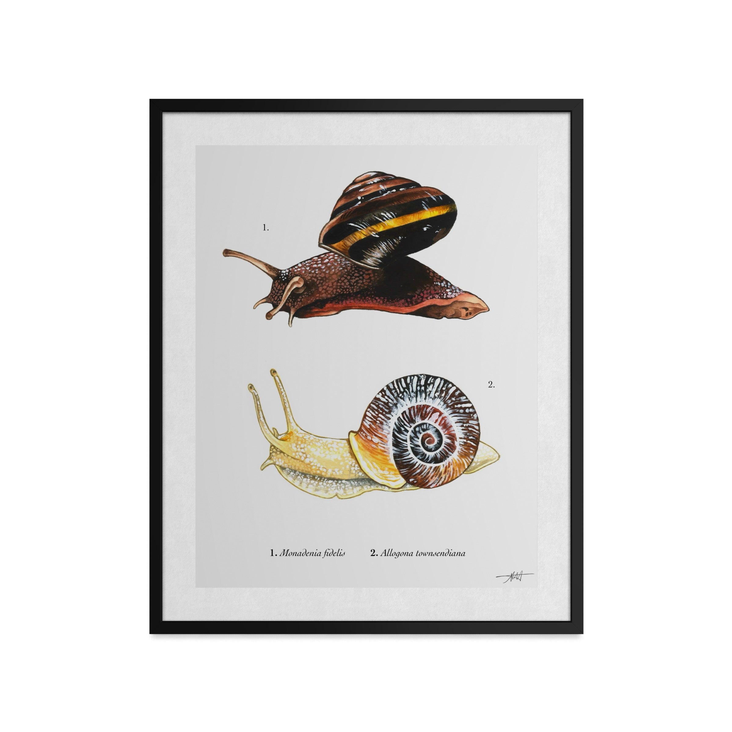 Oregon Forest Snail and Pacific Sideband Snail Art Print