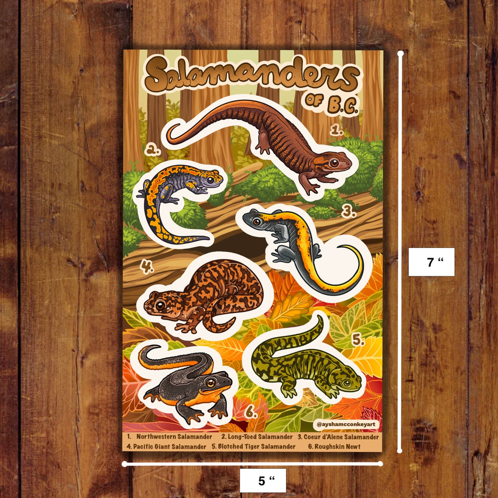 Salamanders of BC Sticker Sheet
