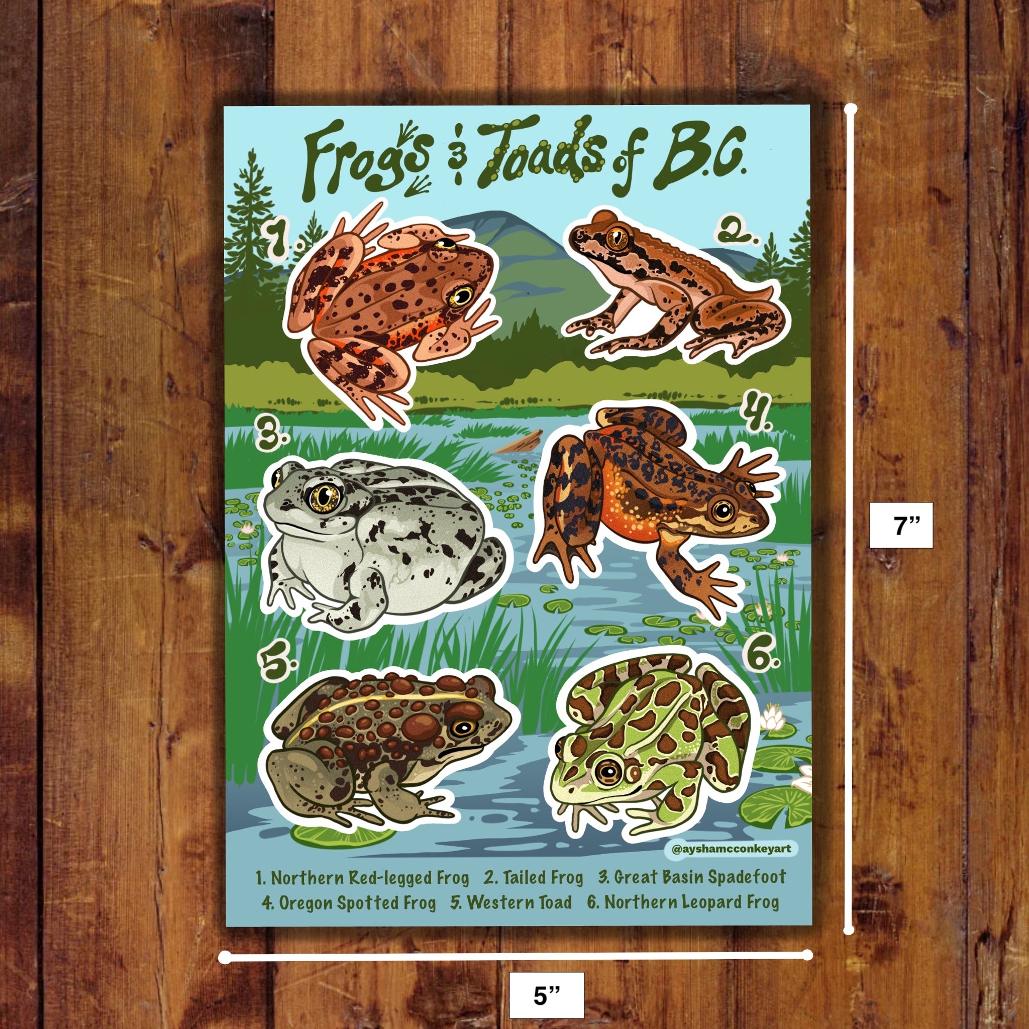 Frog and Toads of BC Sticker Sheet