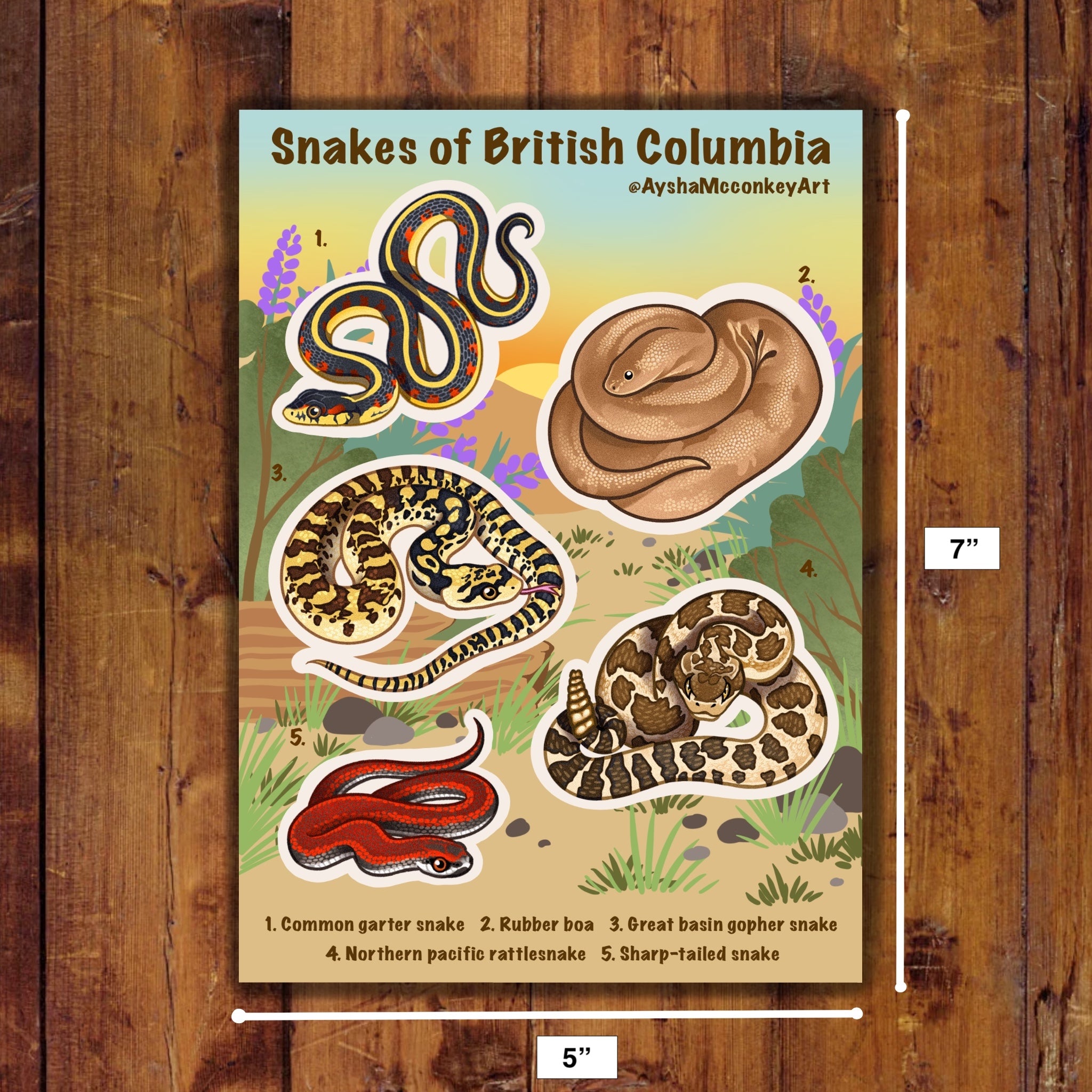 Snakes of BC Sticker Sheet