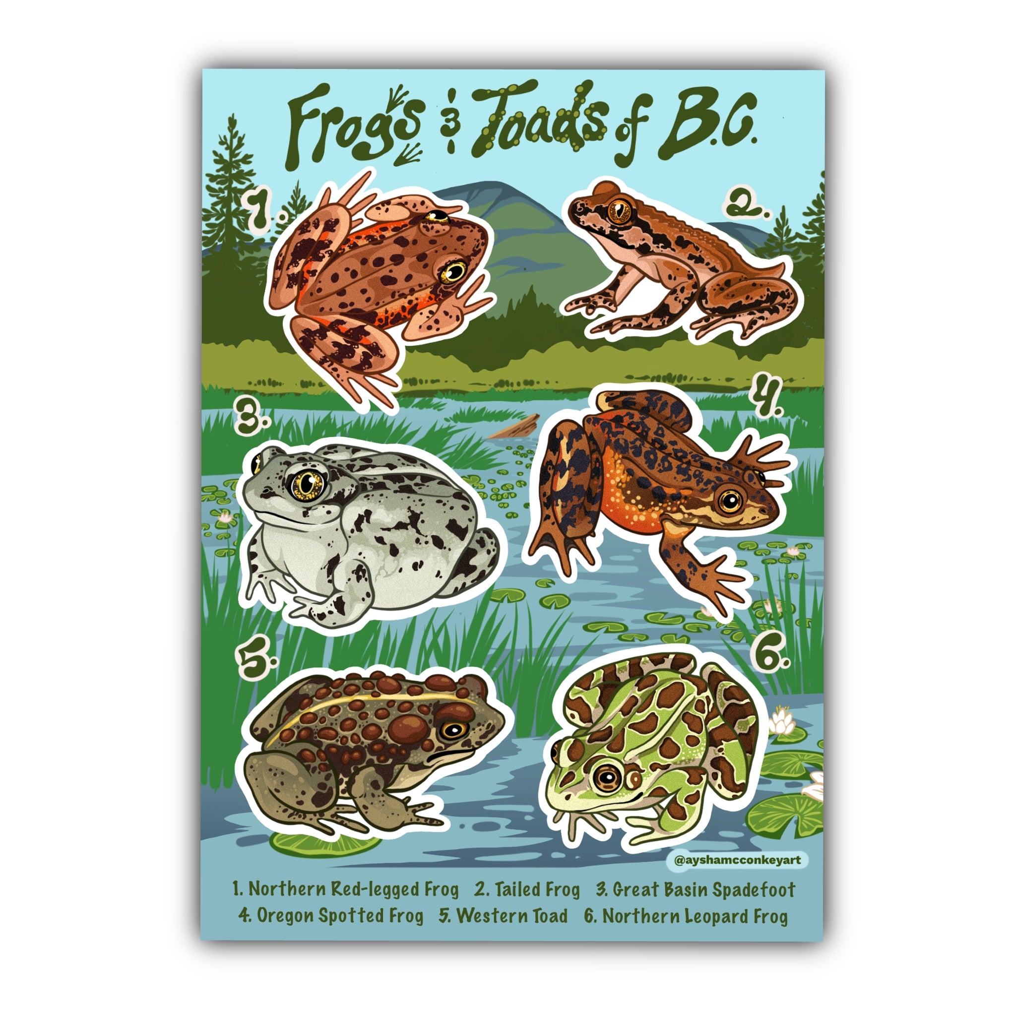 Frog and Toads of BC Sticker Sheet