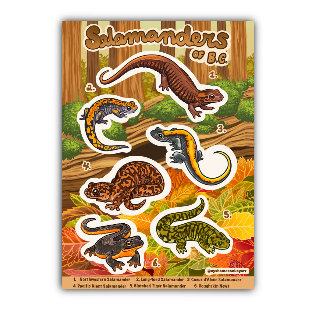 Salamanders of BC Sticker Sheet