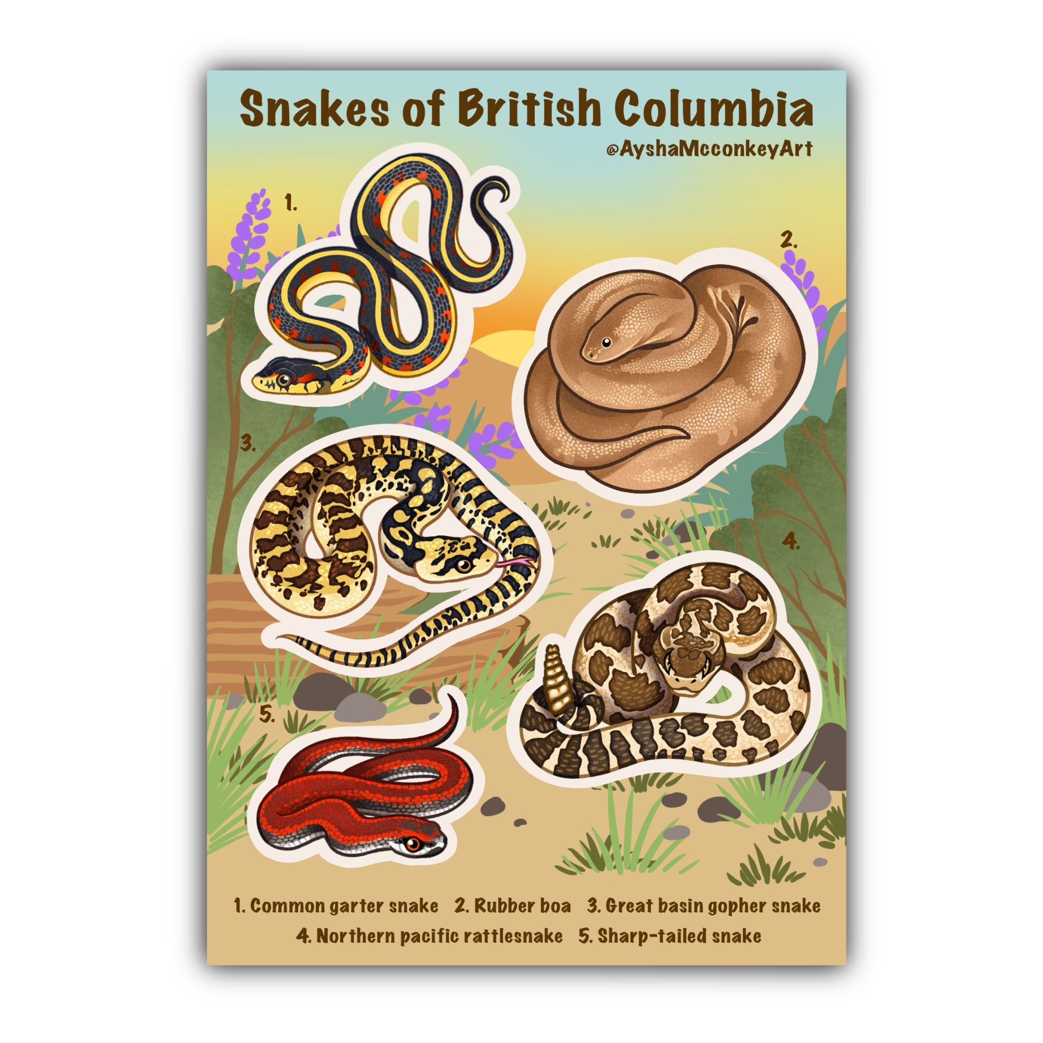 Snakes of BC Sticker Sheet