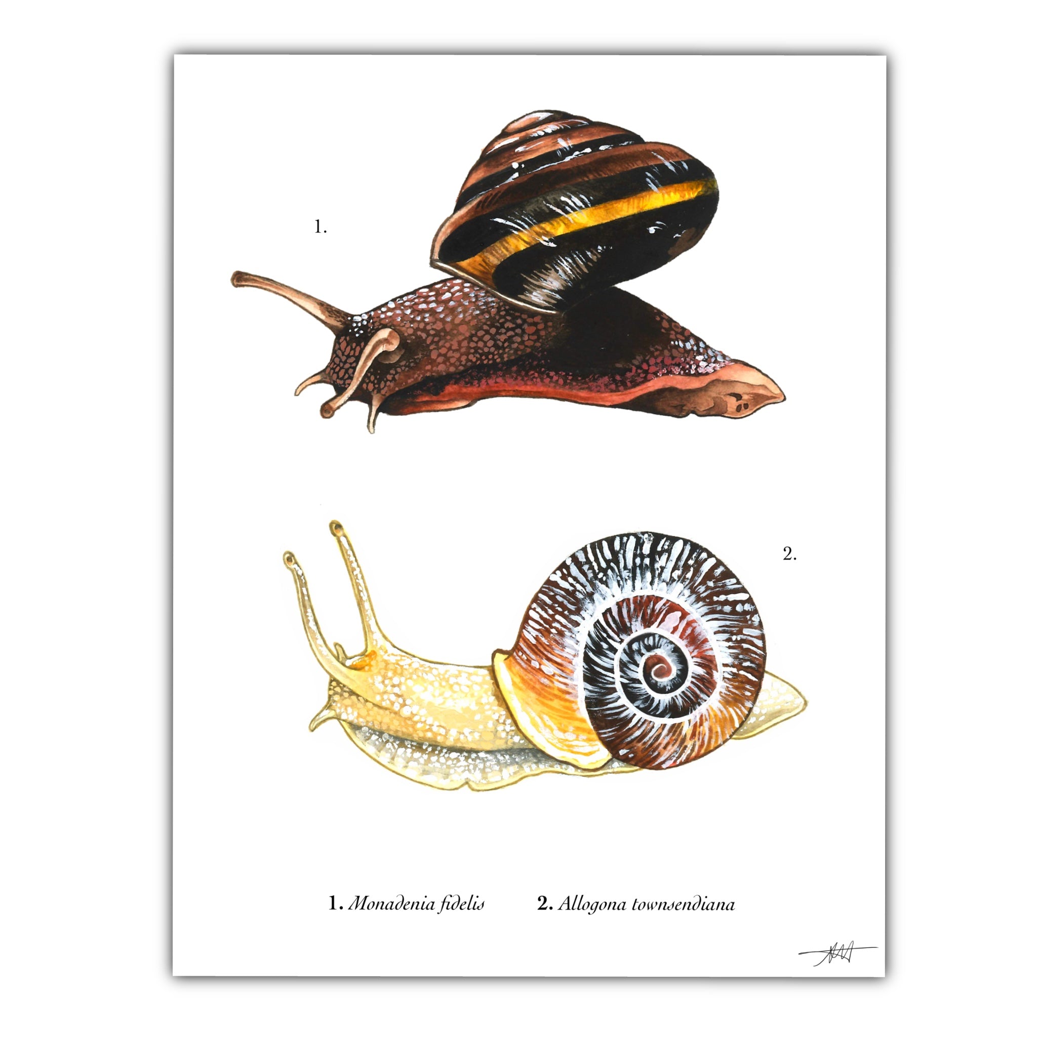 Oregon Forest Snail and Pacific Sideband Snail Art Print