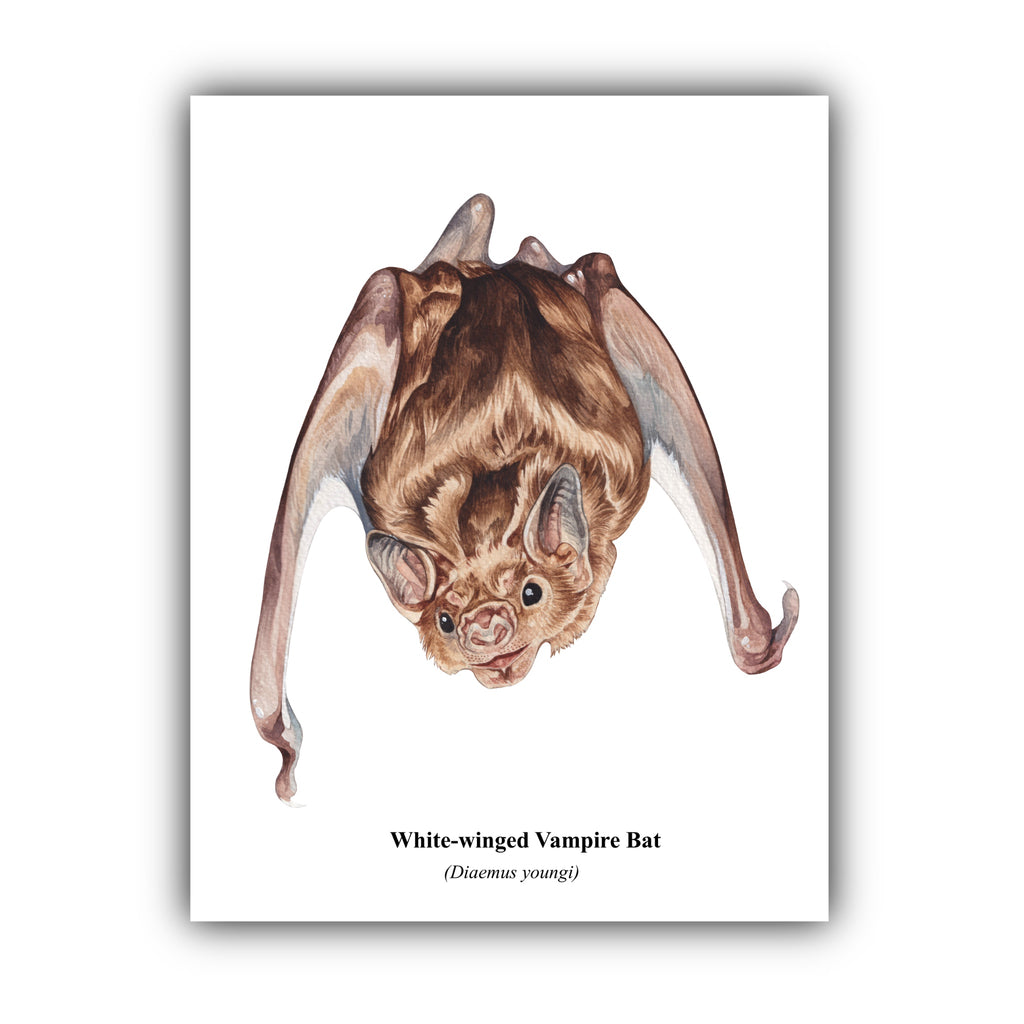 White-winged Vampire Bat Print