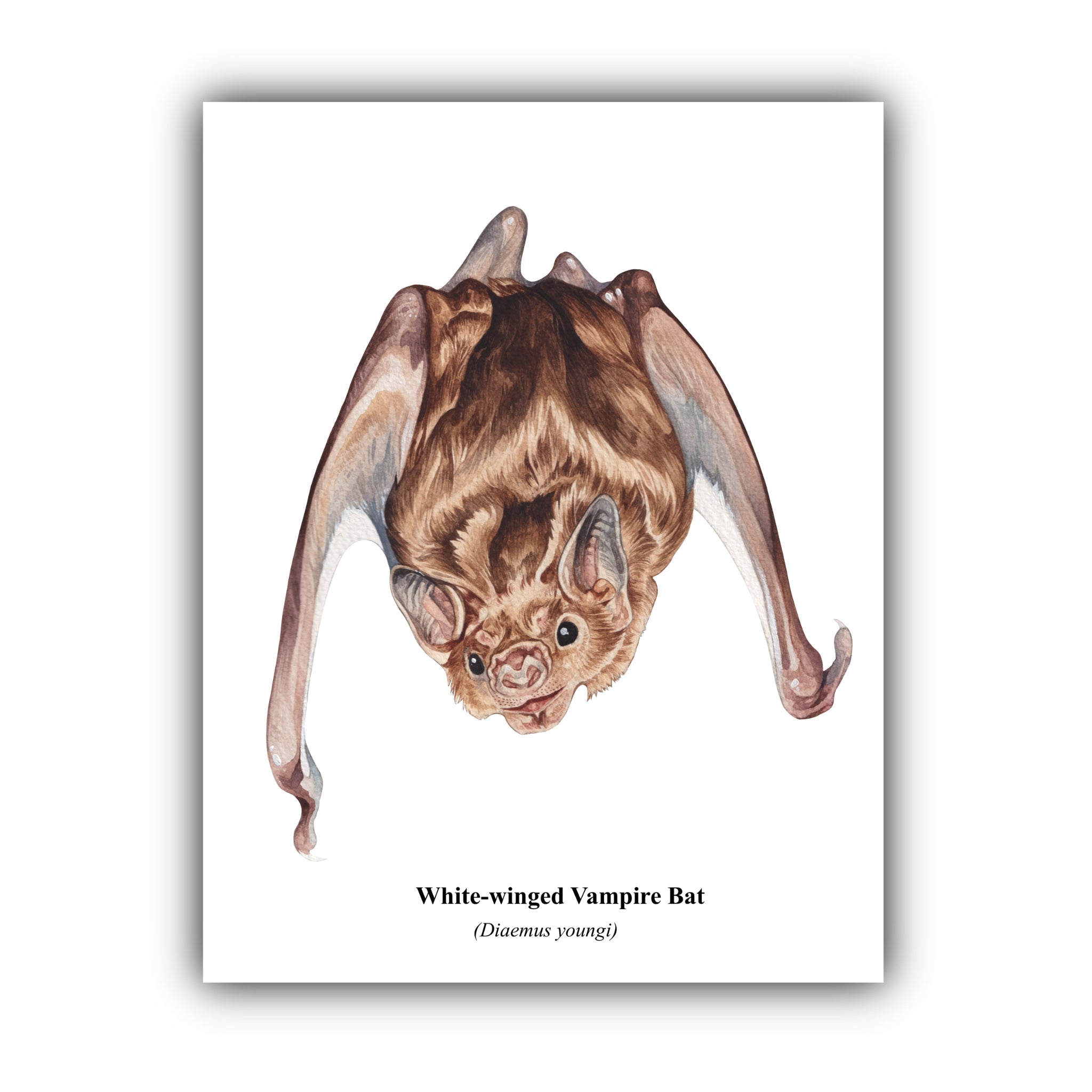 White-winged Vampire Bat Print