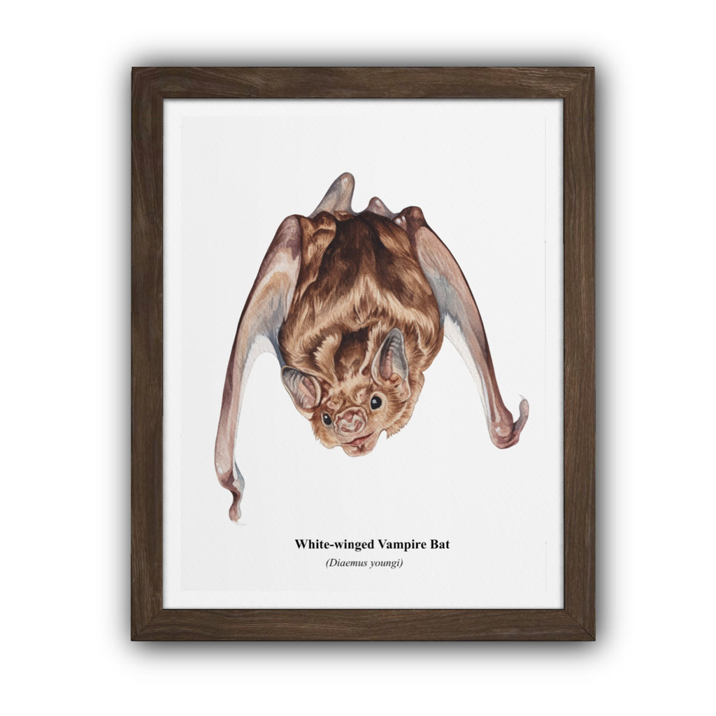 White-winged Vampire Bat Print