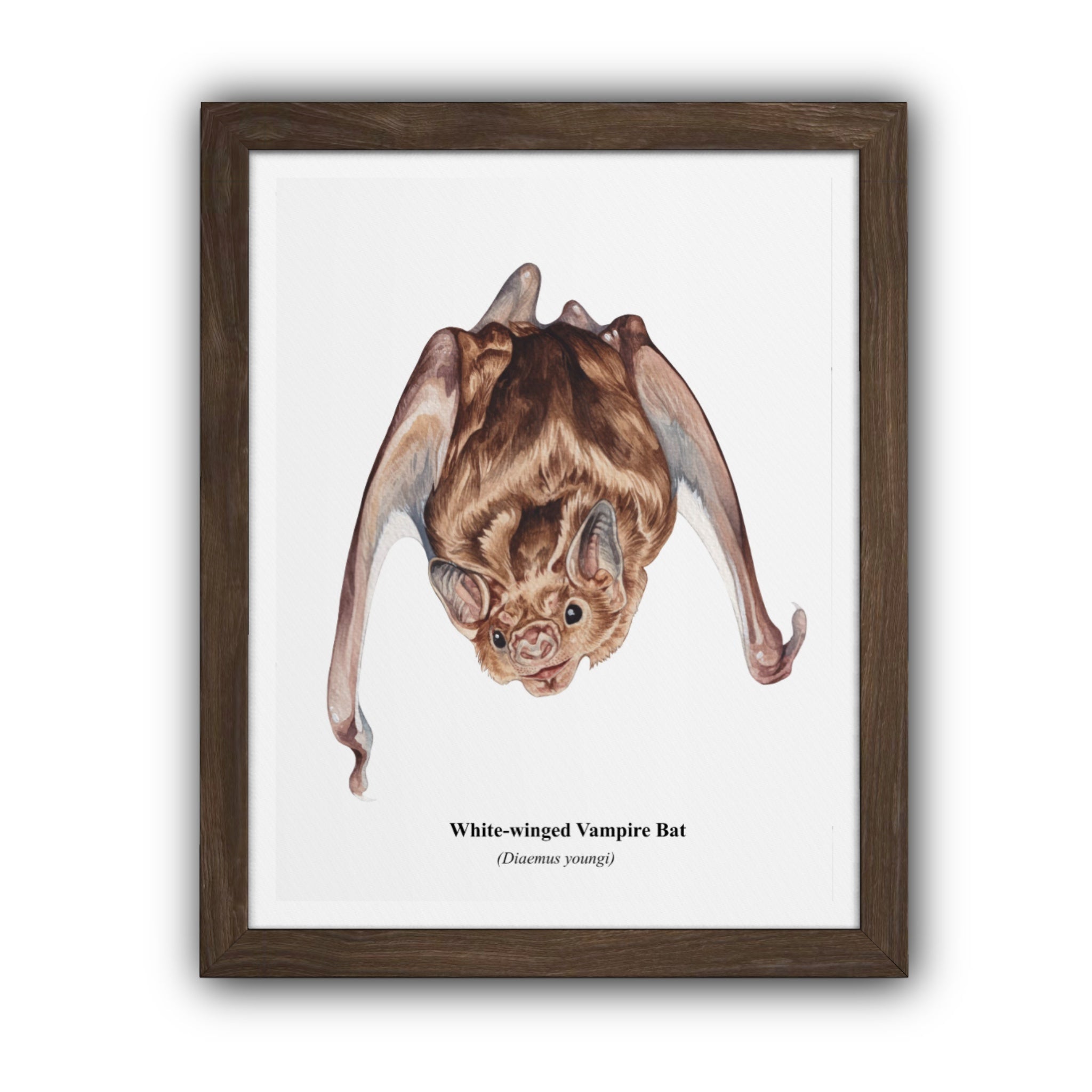 White-winged Vampire Bat Print