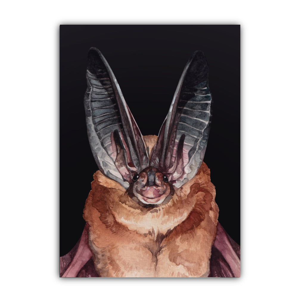 Townsend Big-eared Bat Print