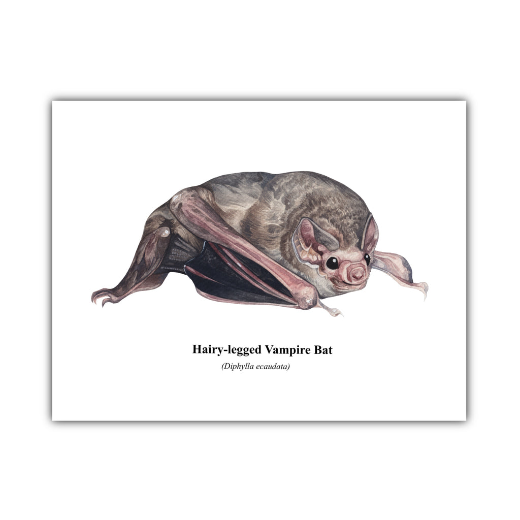 Hairy-legged Vampire Bat Print