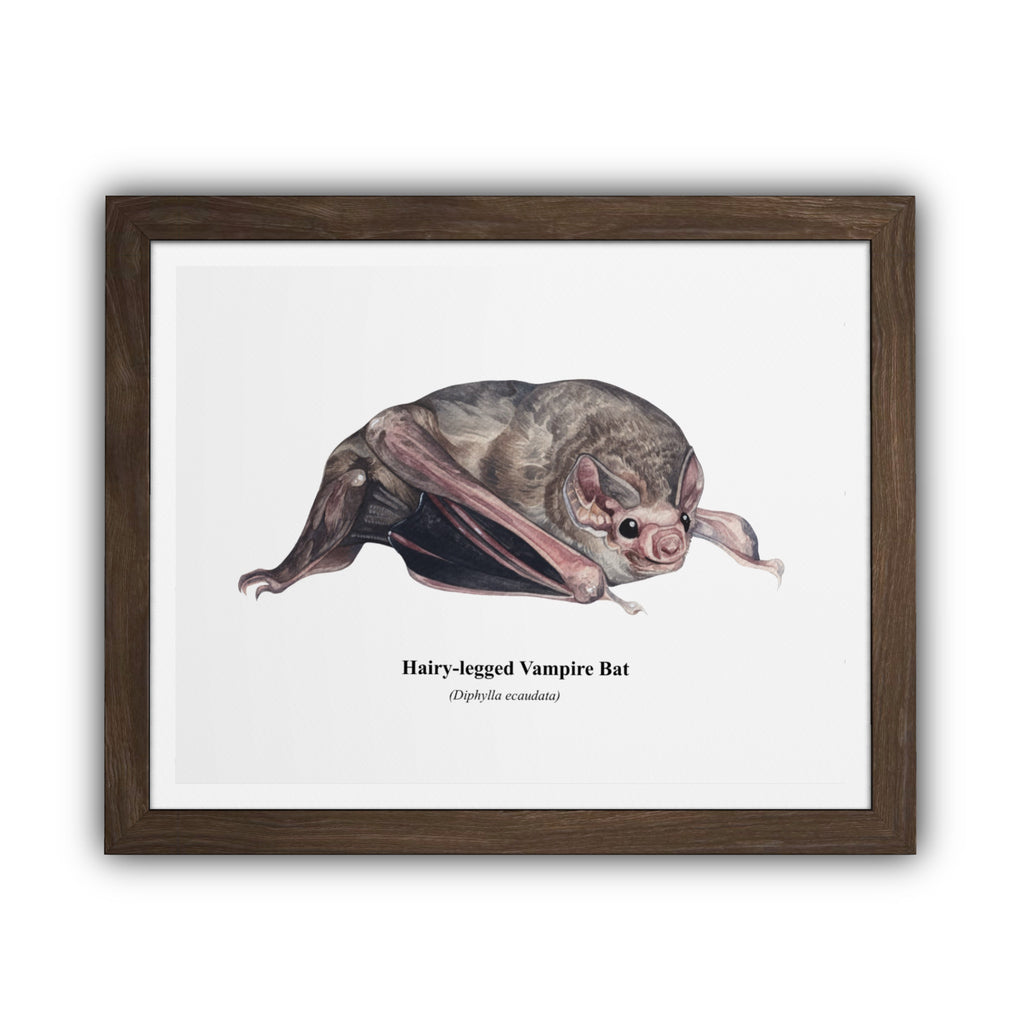 Hairy-legged Vampire Bat Print