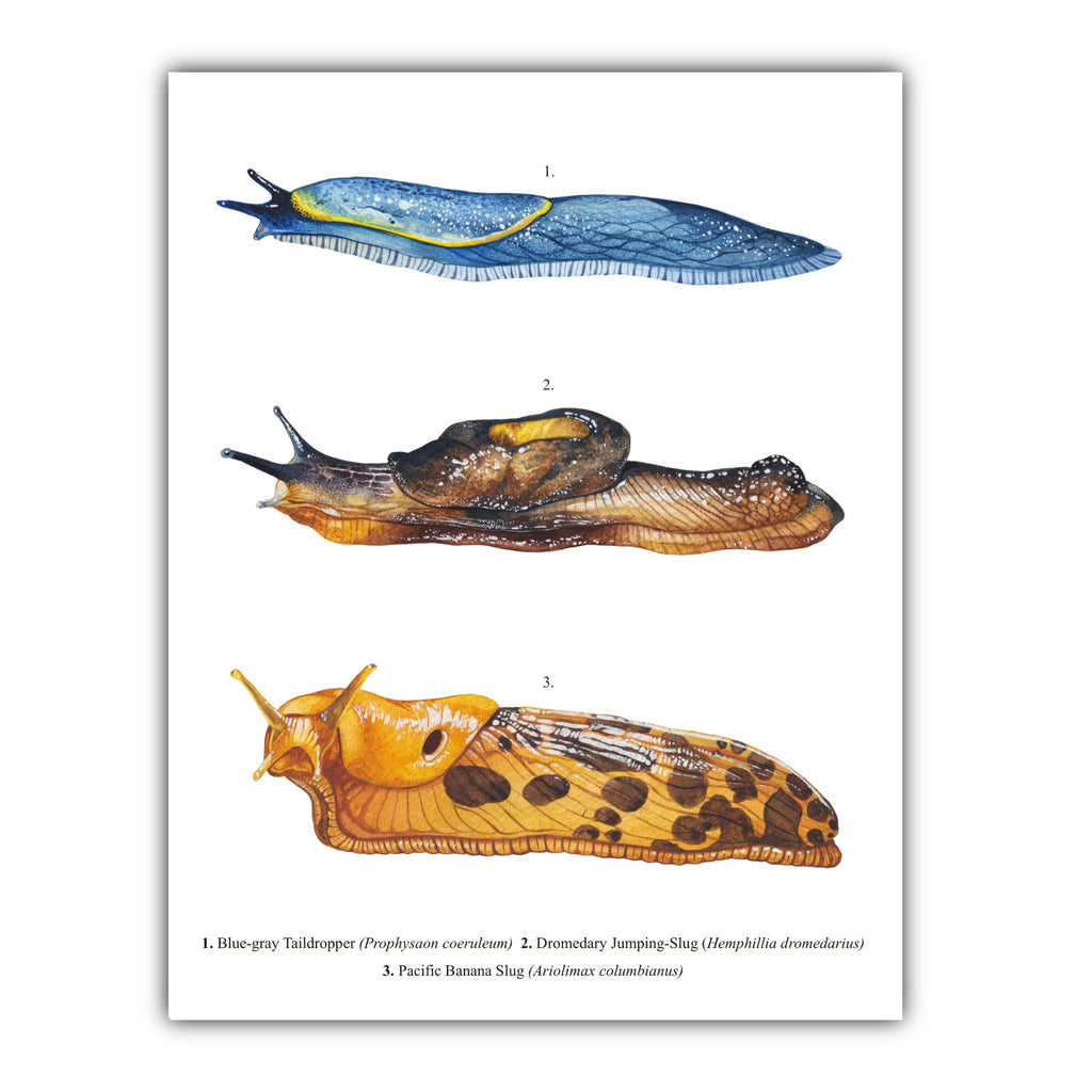 Slugs of BC Art Print