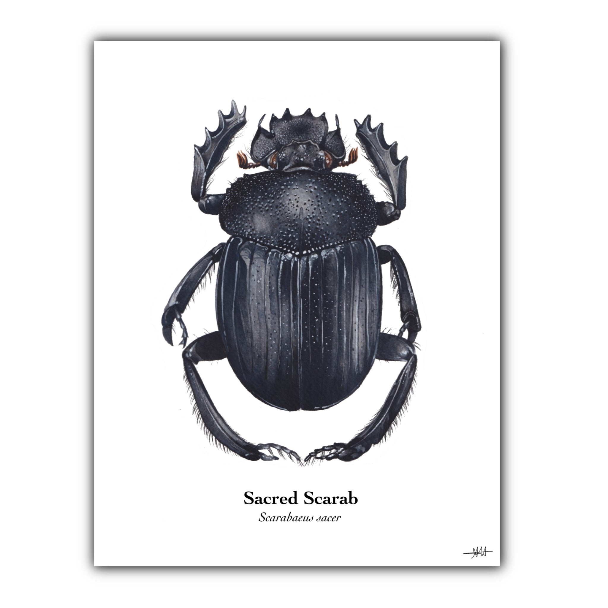 Sacred Scarab Art Print