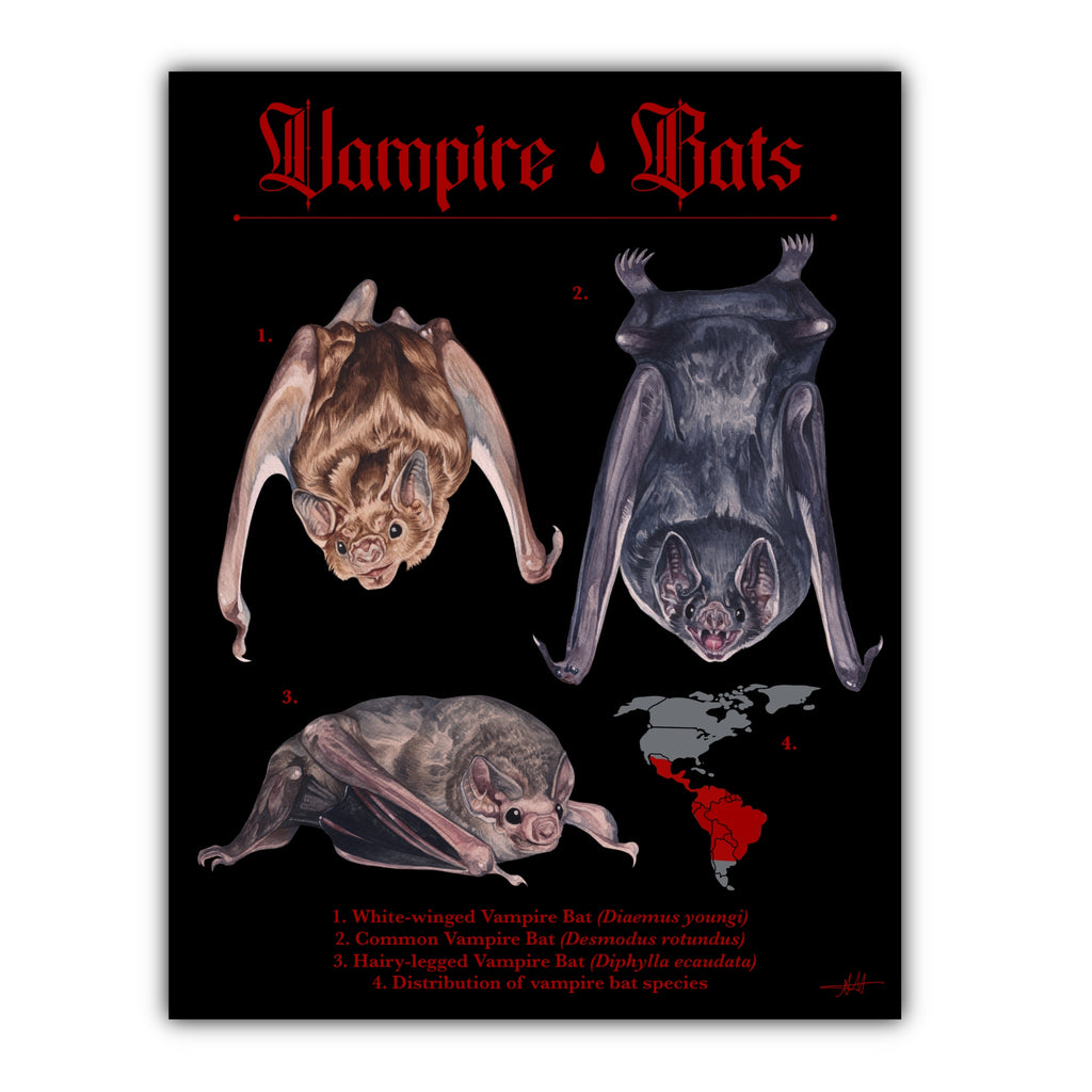 Vampire Bat Art Print