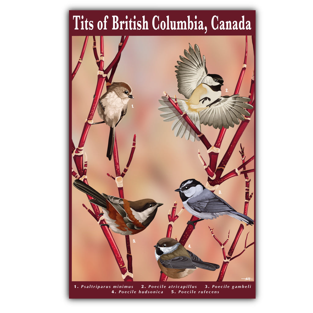Tits of British Columbia Art Print