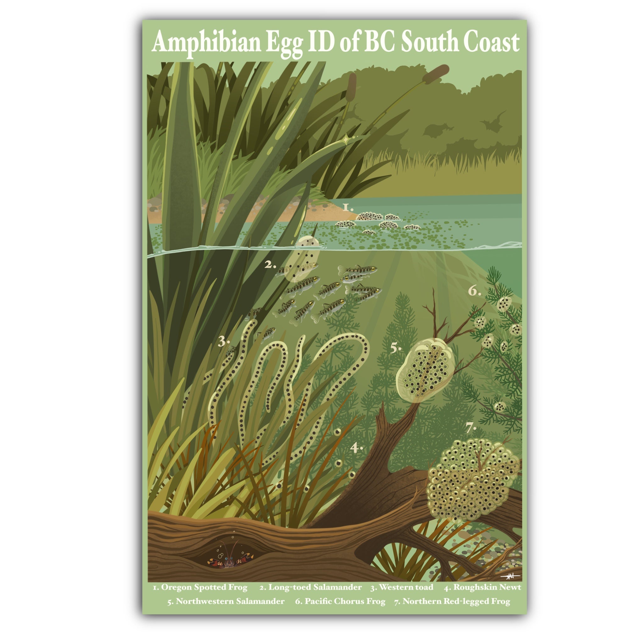 Amphibian Egg ID of BC South Coast Art Print