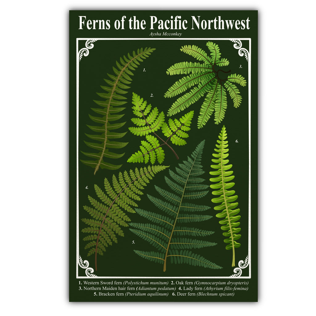 Ferns of the Pacific Northwest Art Print