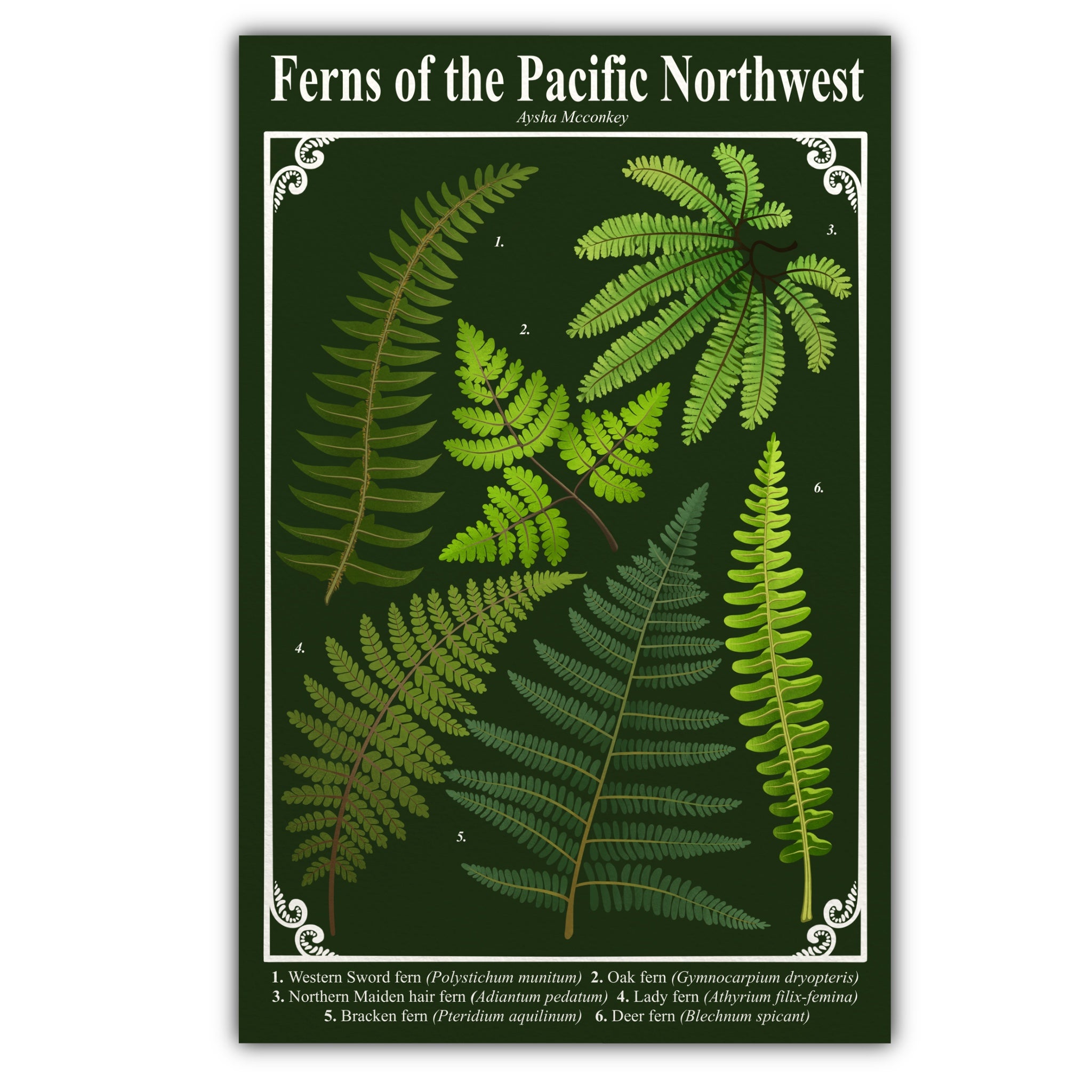 Ferns of the Pacific Northwest Art Print