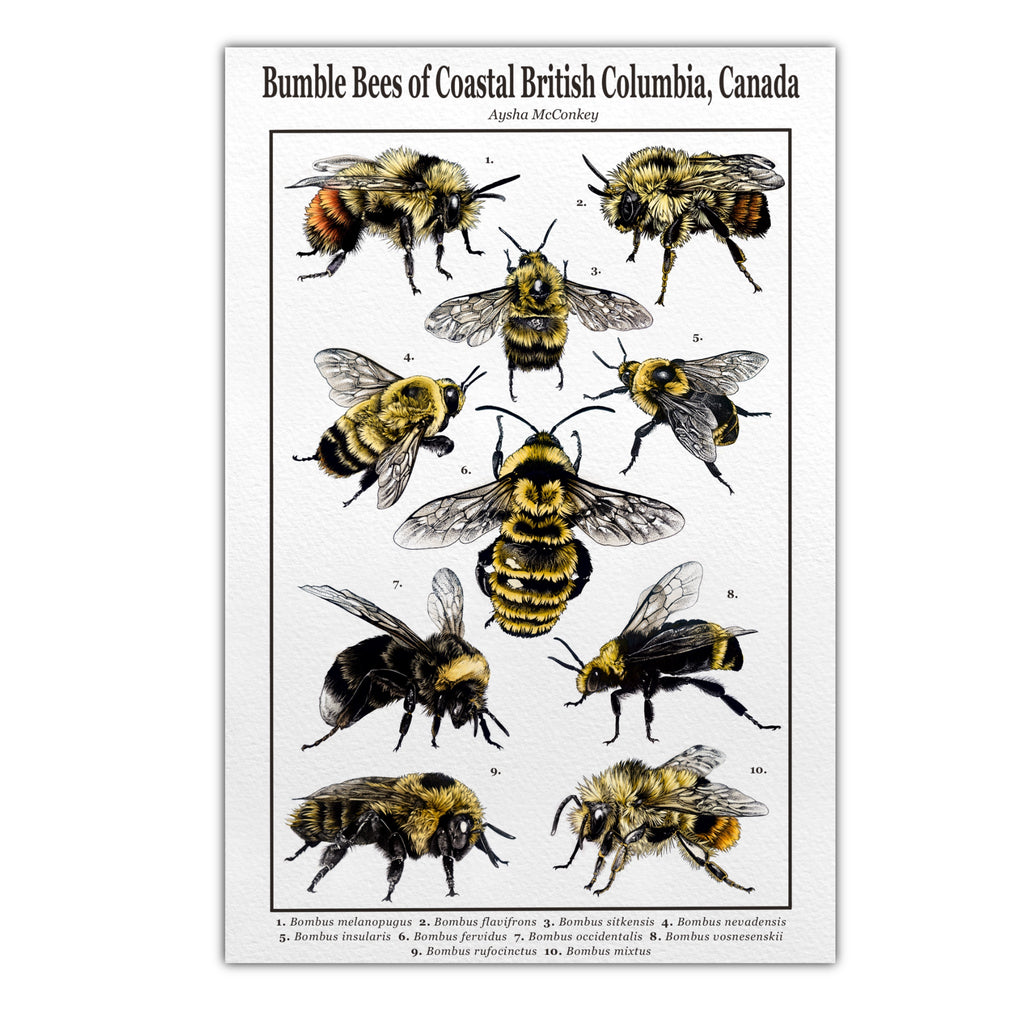 Bumble Bees of Coastal British Columbia, Canada Art Print