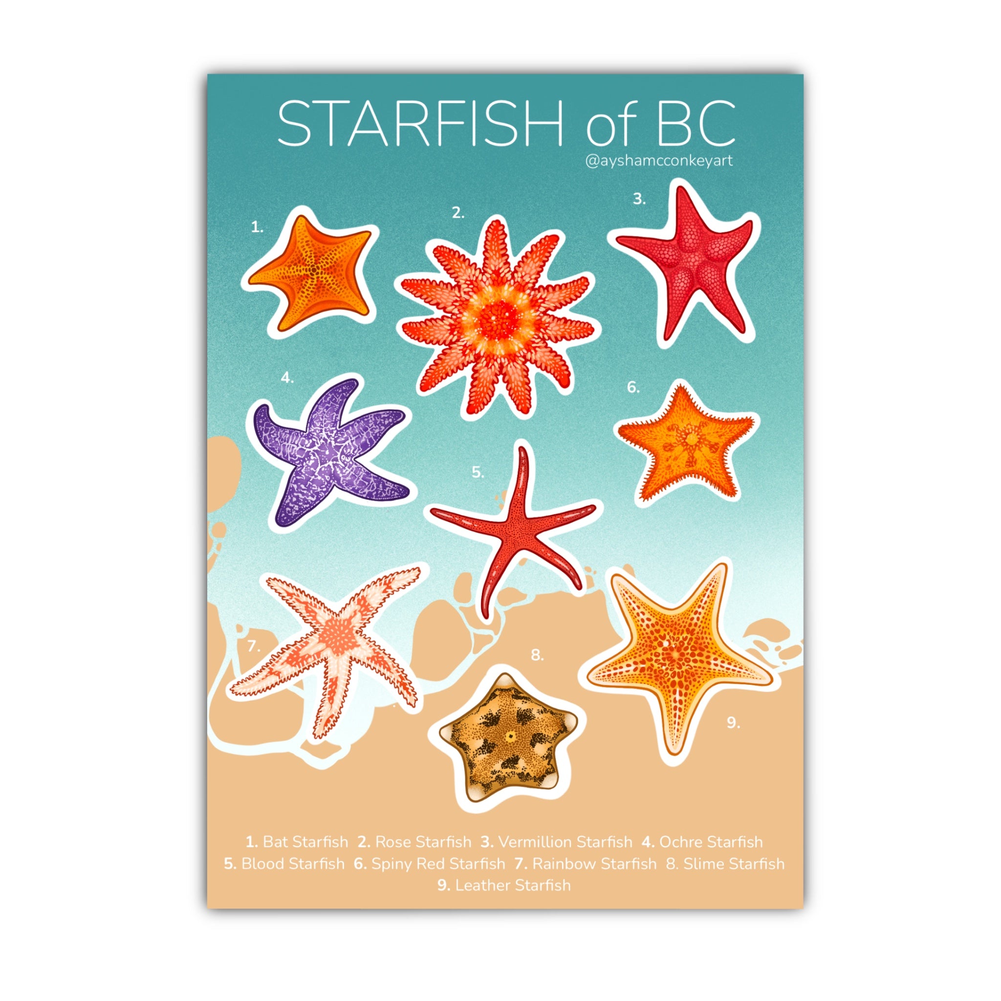 Starfish of BC Sticker Sheet