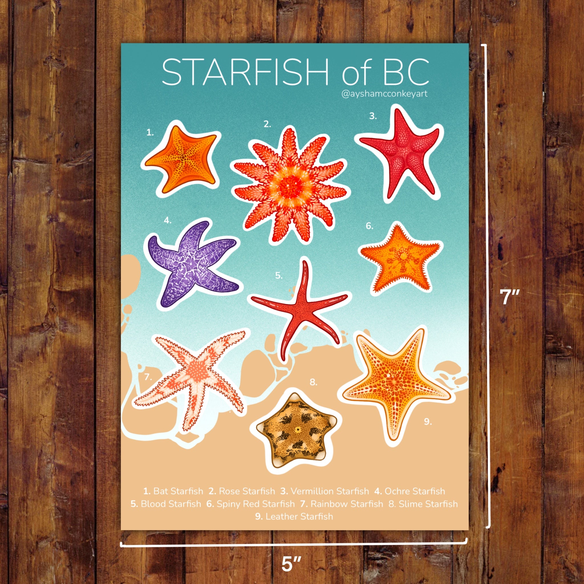 Starfish of BC Sticker Sheet