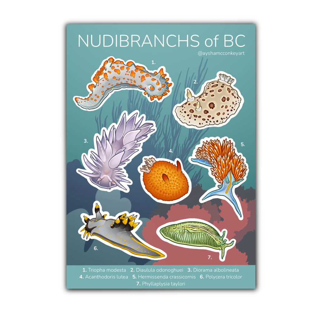 Nudibranchs of BC Sticker Sheet