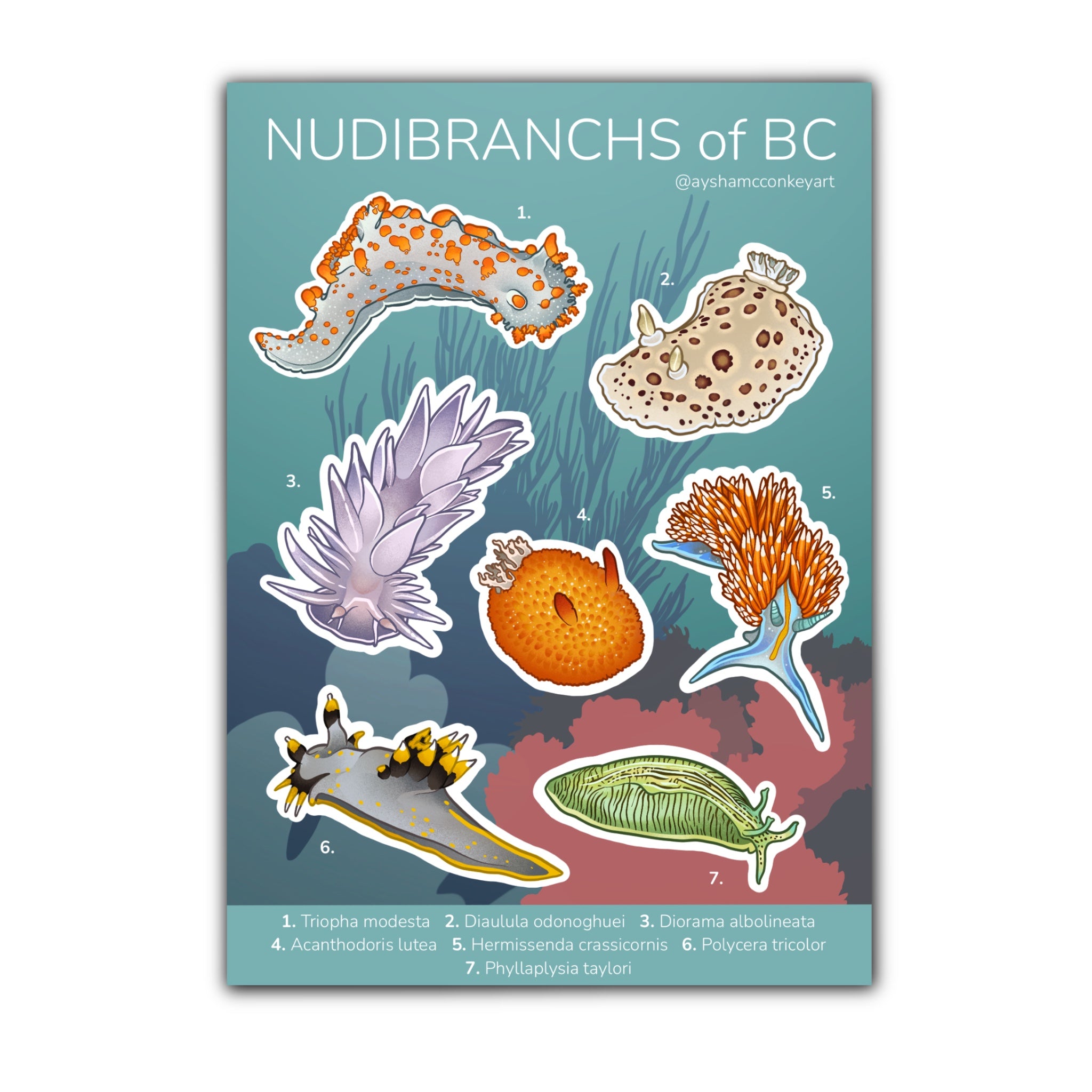 Nudibranchs of BC Sticker Sheet
