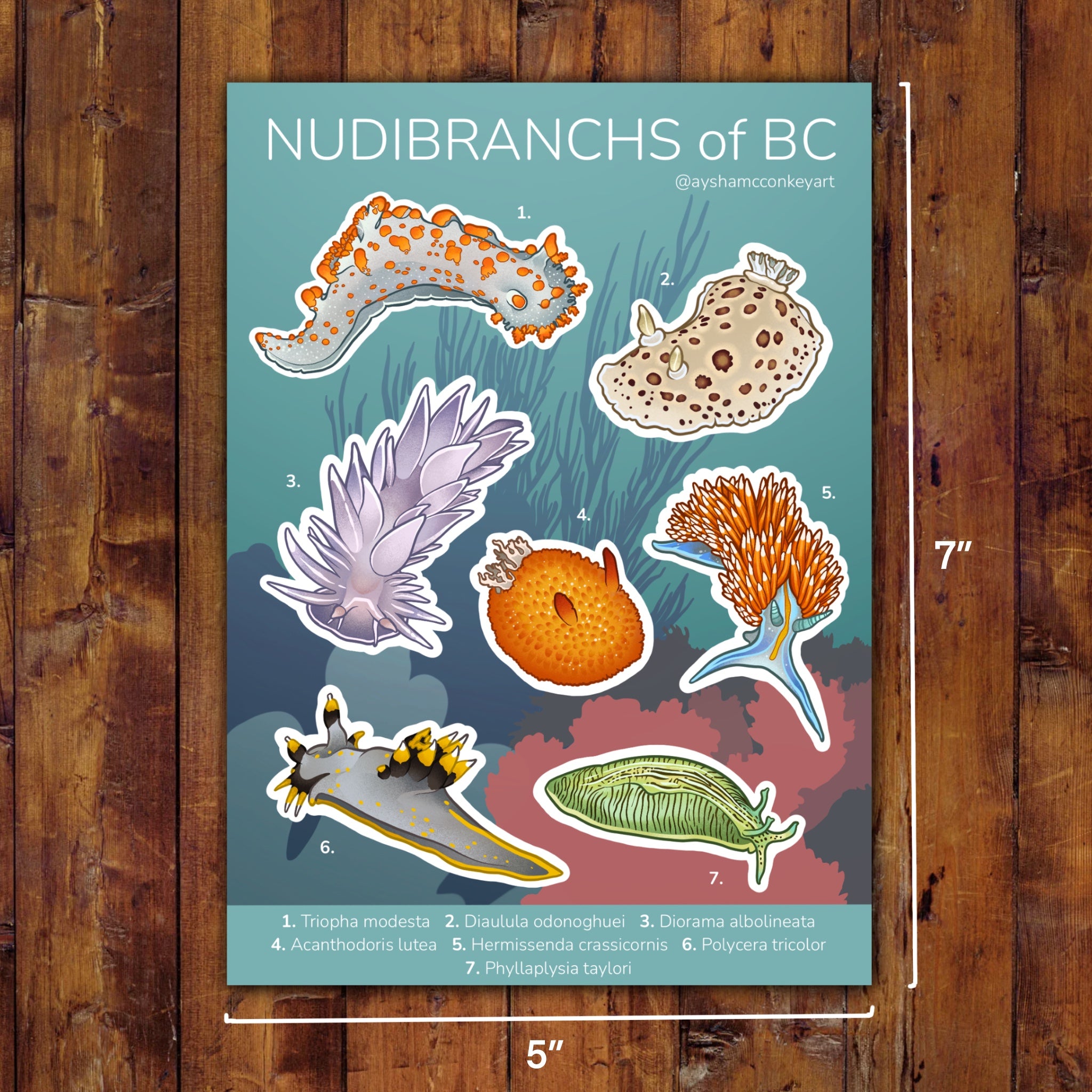 Nudibranchs of BC Sticker Sheet